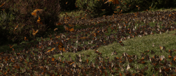 Ciclo de Cine de Época